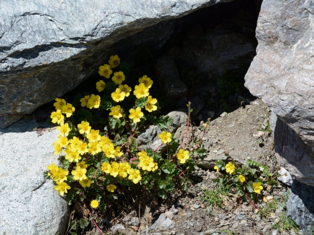 Geum reptans / Cariofillata delle pietraie